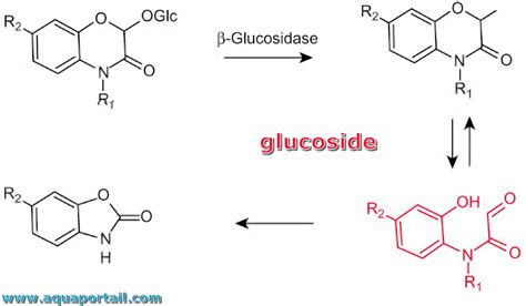 Glucosides .